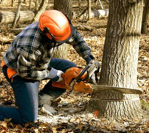 Tree Removal in Cashion, OK